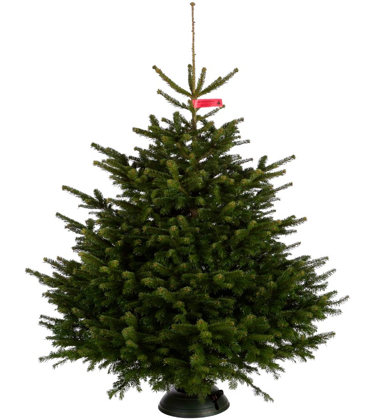 Nordmann kerstboom deluxe